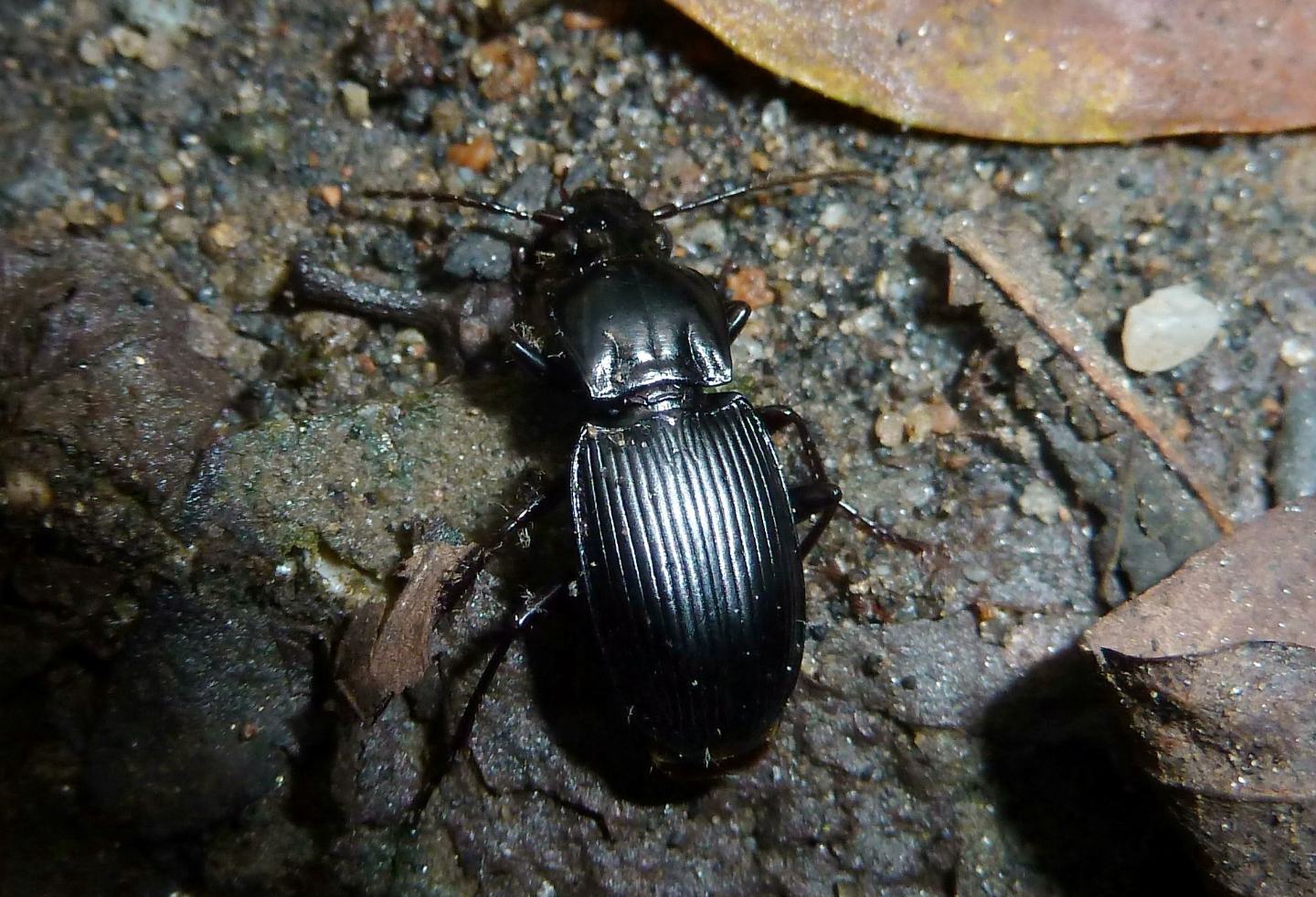 Carabidae da id.: Pterostichus micans